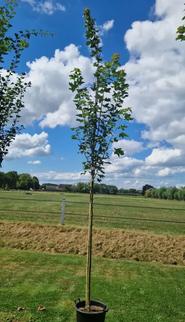 Klon pospolity (Acer platanoides 'emerald queen')