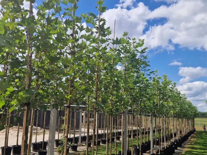 Platan (Platanus)