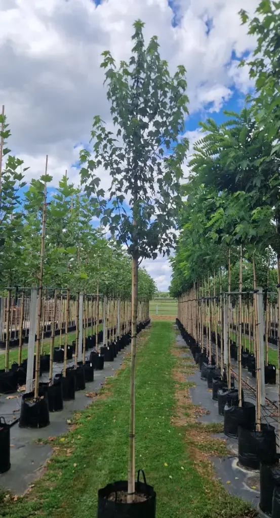 Klon czerwony 'Sun valley (Acer rubrum 'sun valley')