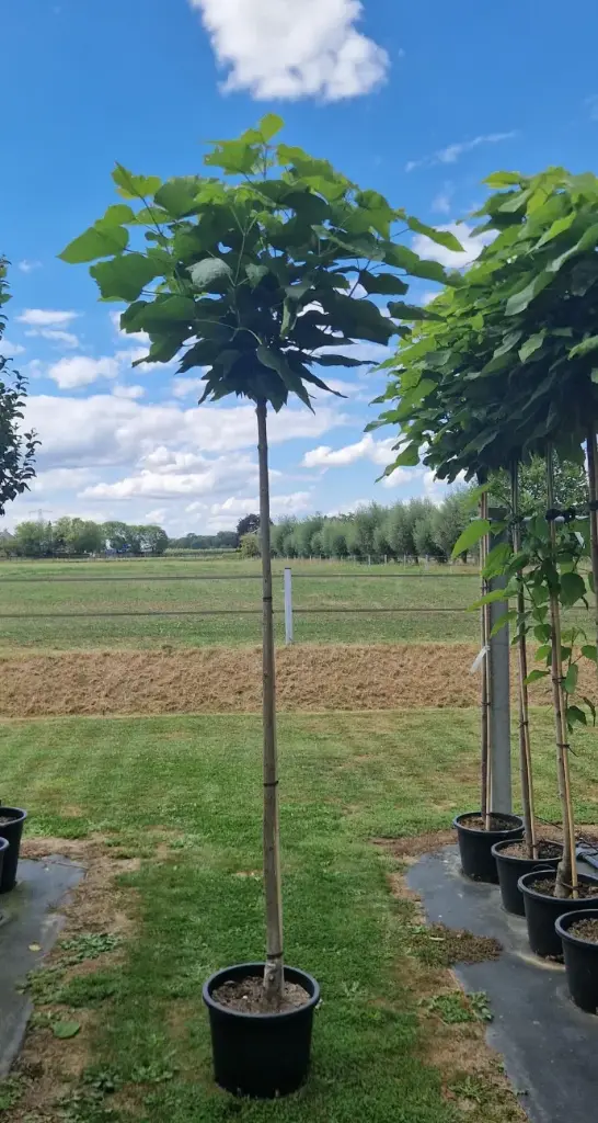 Surmia bignoniowa 'Nana' (Catalpa bignoniodes 'NANA')