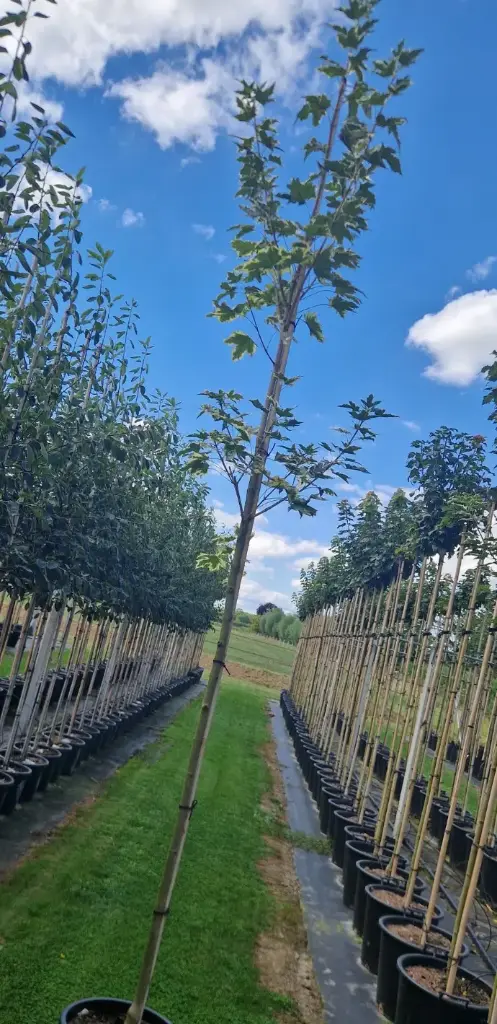 Klon pospolity 'drummondii' (Acer platanoides 'drummondii')