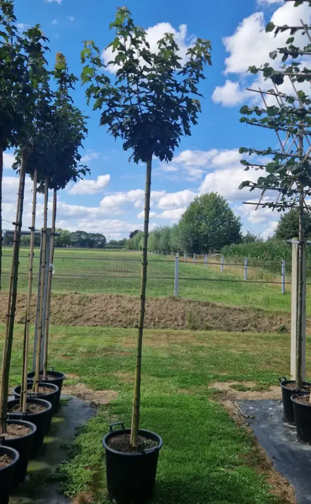Klon pospolity 'globosum' (Acer platanoides 'globosum')