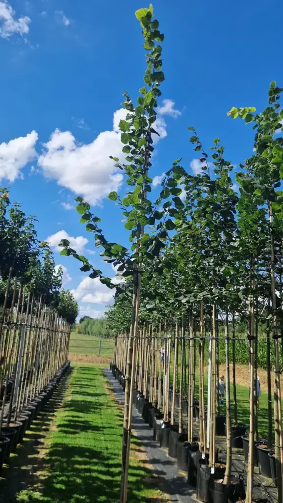 Lipa drobnolistna (Tilia cordata)