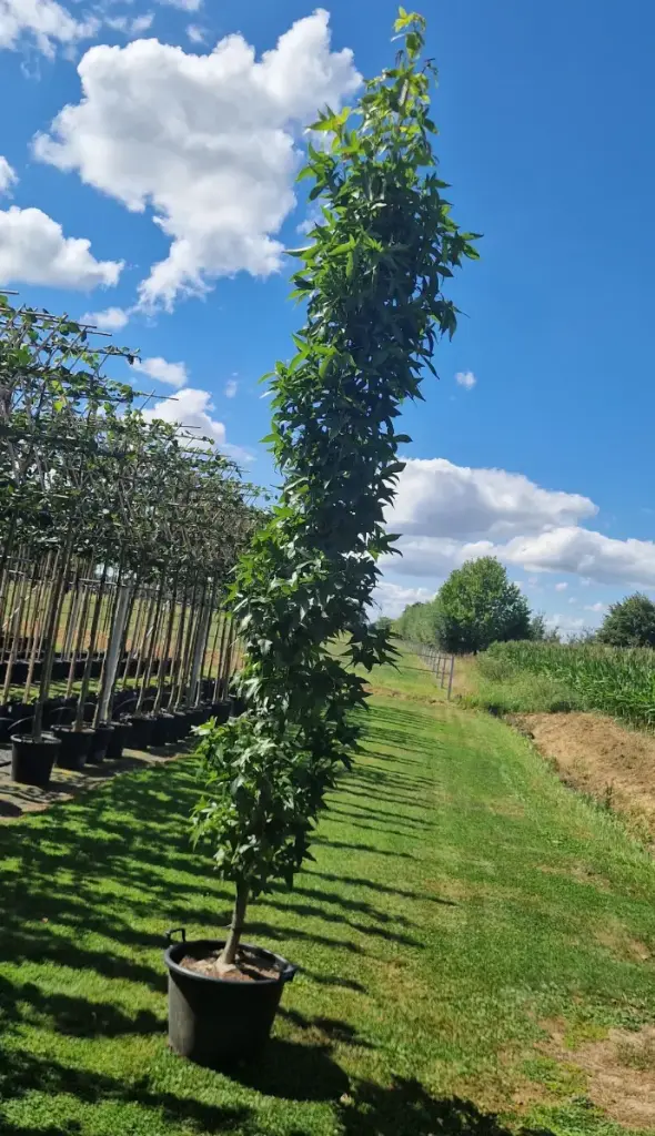 Ambrowiec amerykański 'slander silhovette' (Liquidambar styraciflua)
