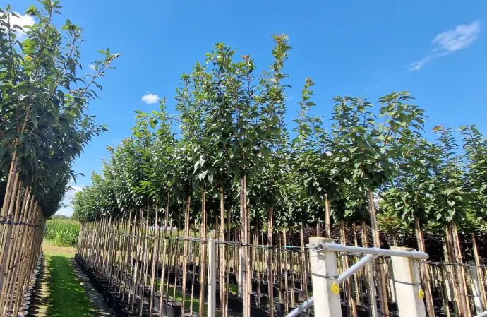 Wiśnia piłkowana 'kanzan' (Prunus serrulata 'kanzan')