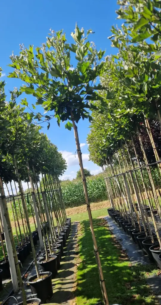 Platan kulisty 'alphen's globe' (Platanus hispanica 'alphen's globe)