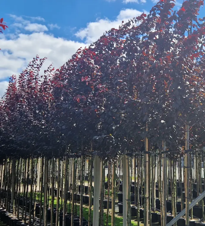 Śliwa wiśniowa 'nigra' (Prunus cerasifera 'nigra')