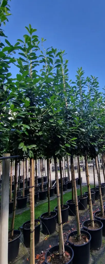 Laurowiśnia wschodnia (Prunus laurocerasus 'novita')