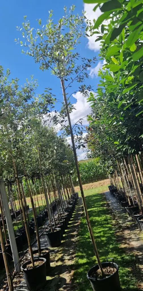 Dąb ostrolistny (Quercus ilex)