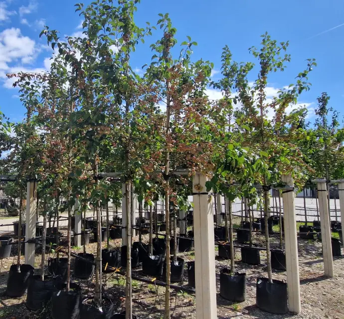 Jabłoń ozdobna 'evereste' (Malus 'evereste')