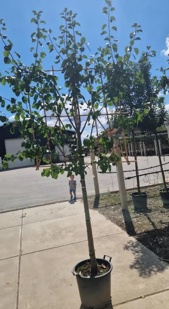  Gruszka pospolita formowana płasko (Prunus communis 'noordholl suikerpeer')