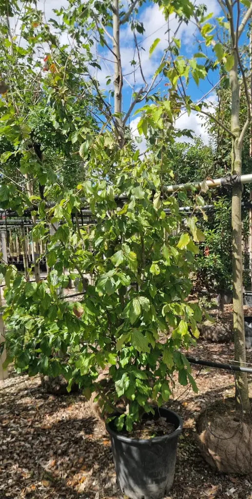 Parocja perska (Parrotia persica)
