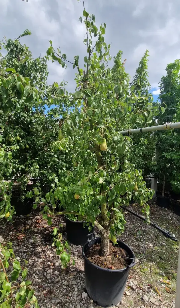 Gruszka faworytka klaps (Pyrus communis faworytka)