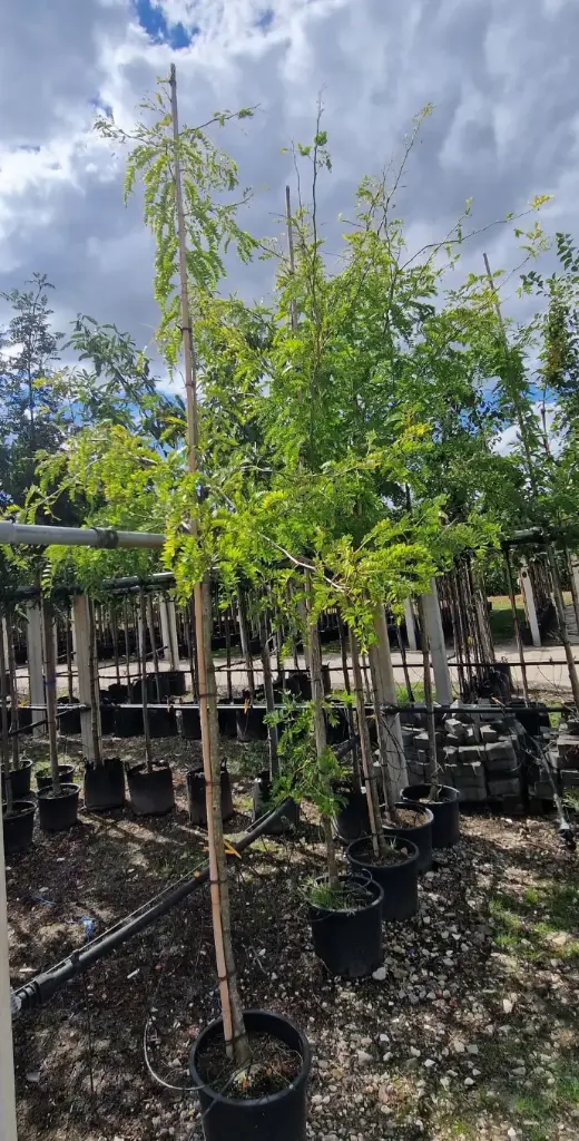 Glediczja trójcierniowa (Gleditsia triacanthos)