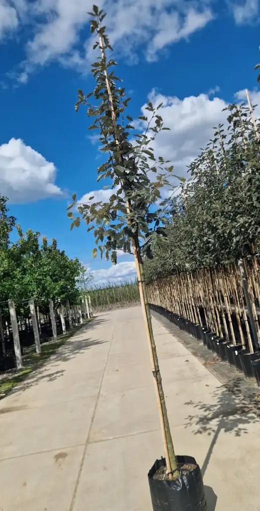 Jarząb szwedzki 'brouwers' (Sorbus intermedia 'brouwers')