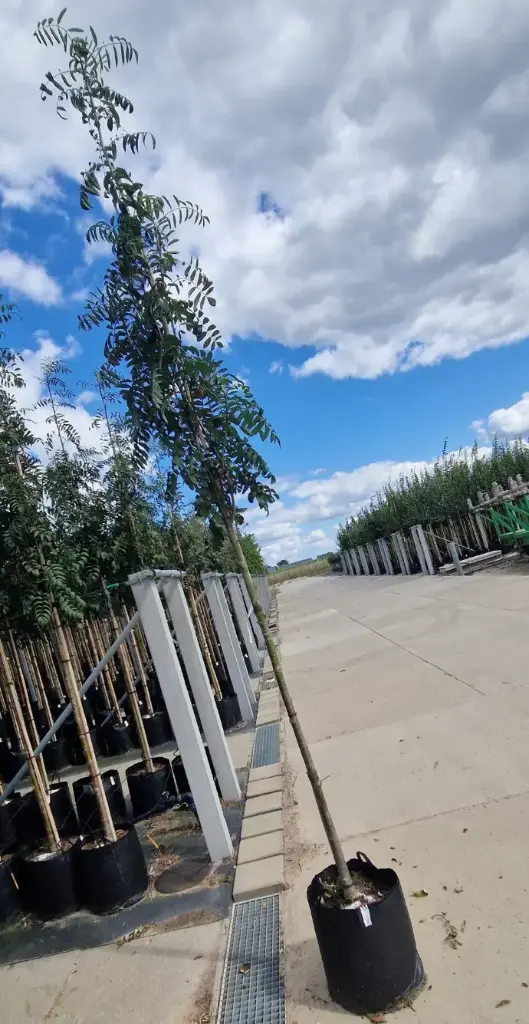 Jarząb pospolity 'edulis' (Sorbus aucuparia 'edulis')