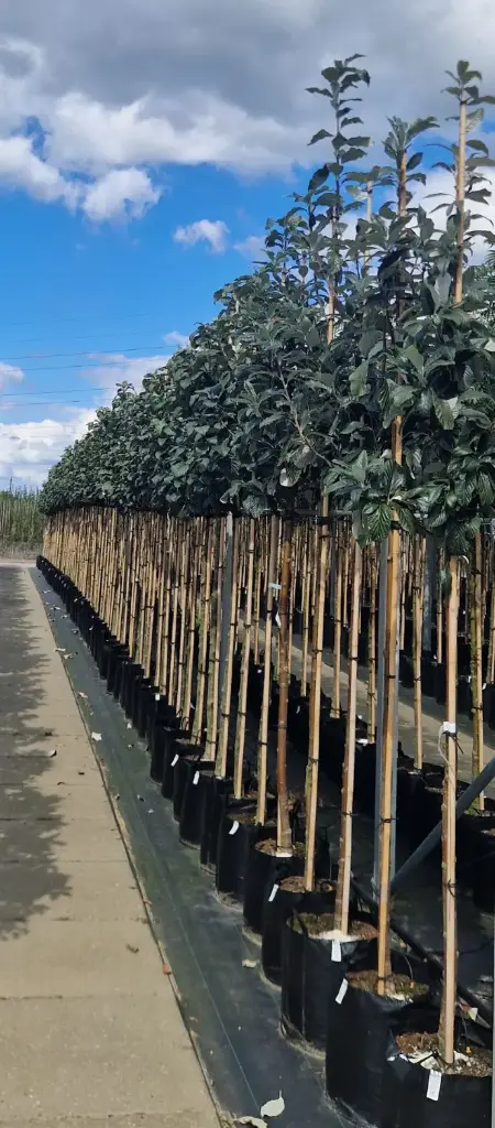 Jarząb mączny 'magnifica' (Sorbus aria 'magnifica')