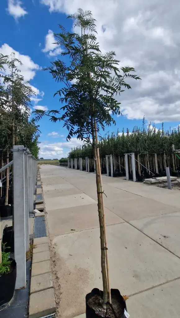 Jarząb pospolity 'dodong' (Sorbus 'dodong')