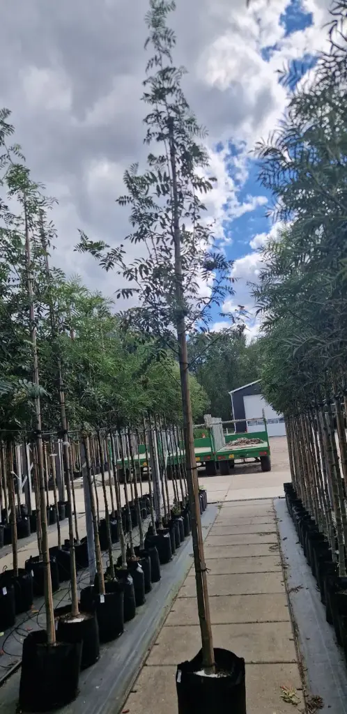 Jarząb pospolity (Sorbus auquparia)