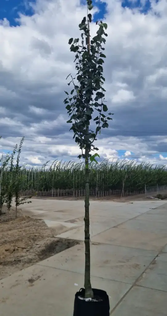 Lipa holenderska 'pallida' (Tilia europaea 'pallida')