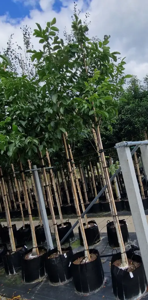 Orzech włoski (Juglans regia)