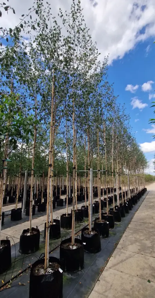 Brzoza (Betula)