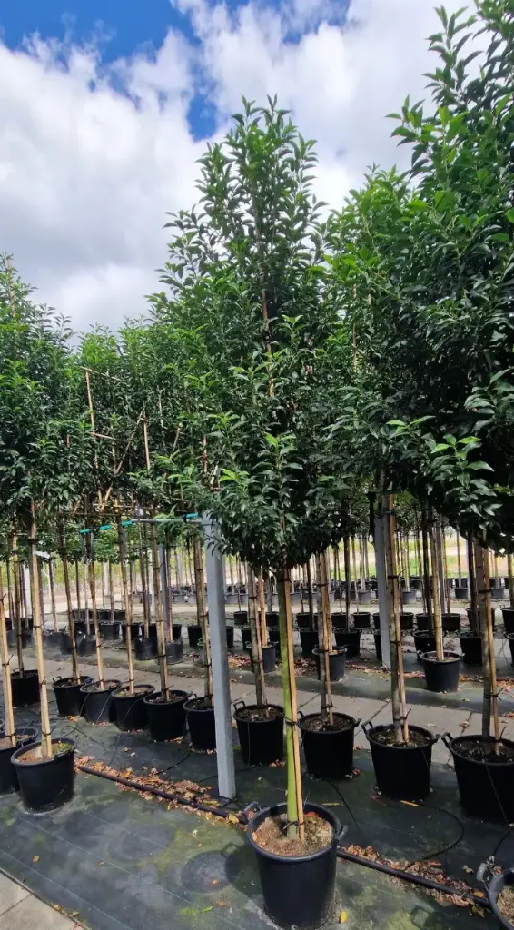Laurowiśnia iberyjska 'augustifolia' (Prunus lusitanica 'augustifolia')
