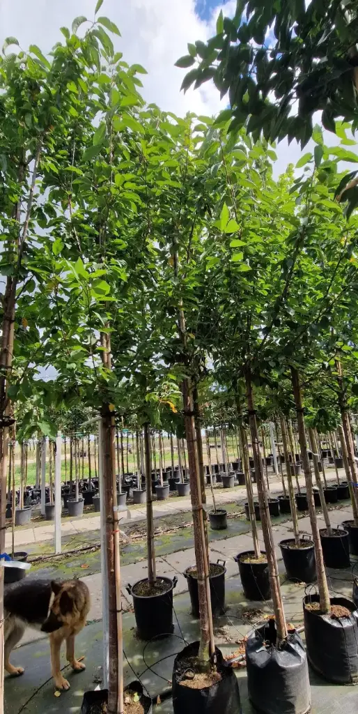 Czereśnia 'regina' (Prunus 'regina')