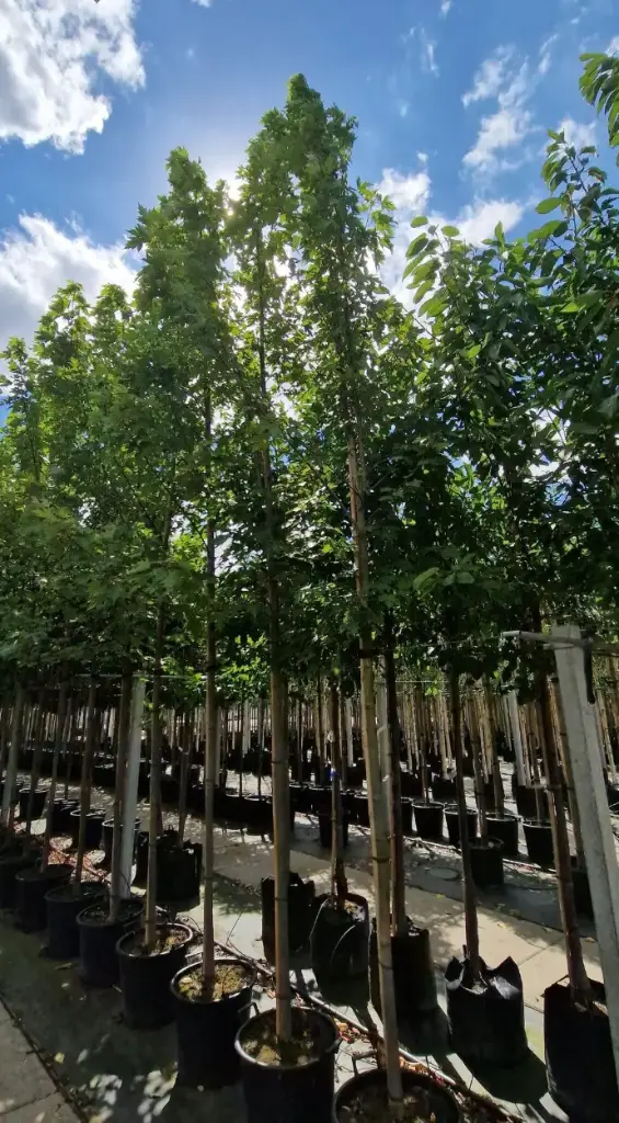 Klon fremana 'celzam' (Acer freemanii 'celzam')