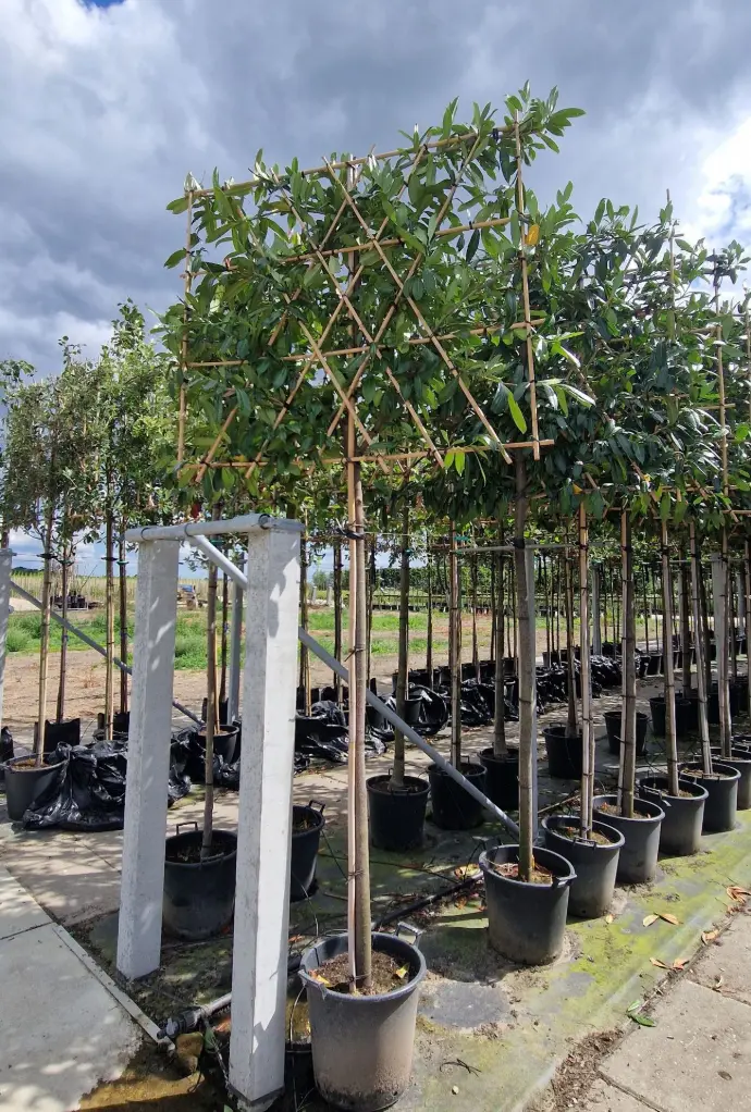 Laurowiśnia wschodnia 'caucasica' formowana płasko (Prunus laurocerasus 'caucasica')