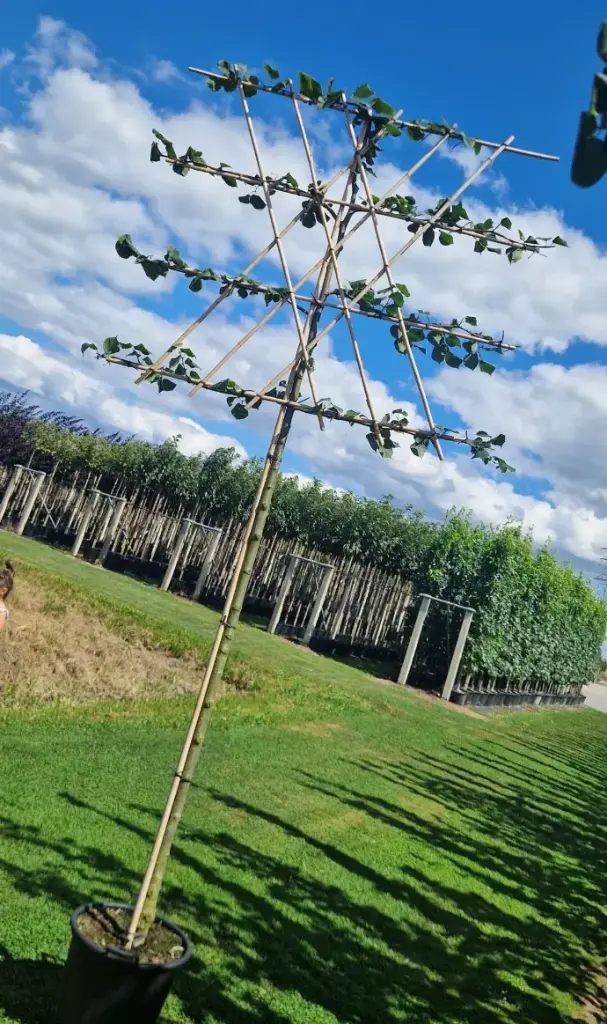 Lipa drobnolistna (Tilia cordata 'na pniu')