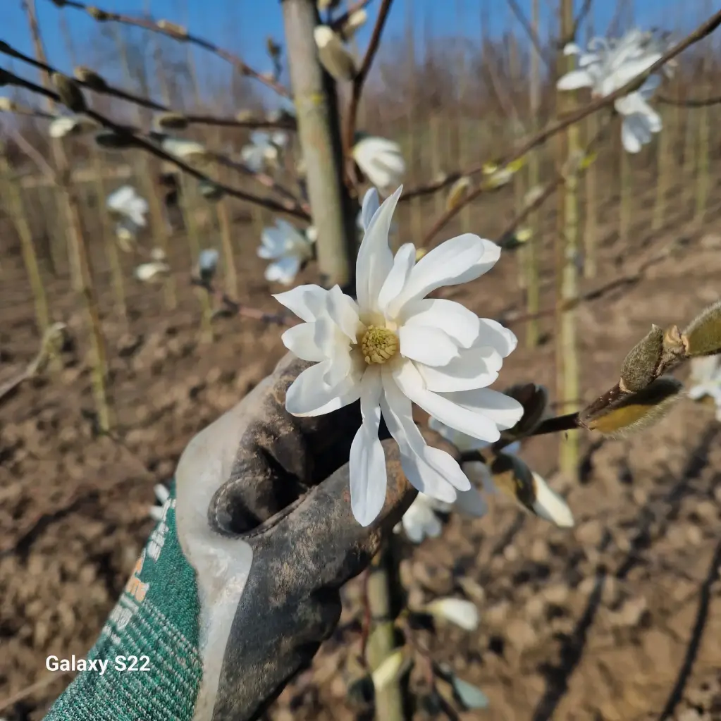 Magnolia japońska (Magnolia kobus)